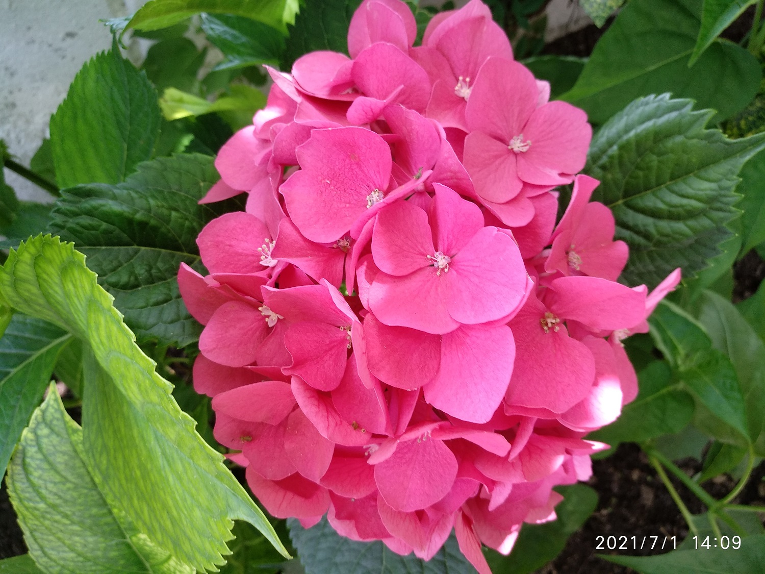 Image Not Available!